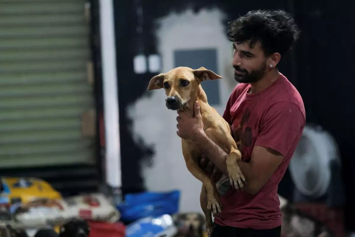 perros-pueden-oler-estres