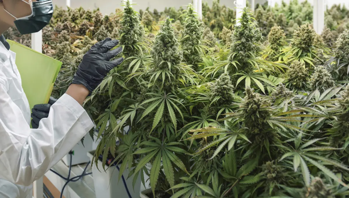 El cáñamo, que es el tallo de la planta de la marihuana, tiene diversos usos industriales. (Foto: Yanukit Raiva/Getty Images/iStockphoto)