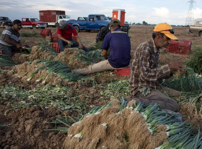 campo mexicano cebollas