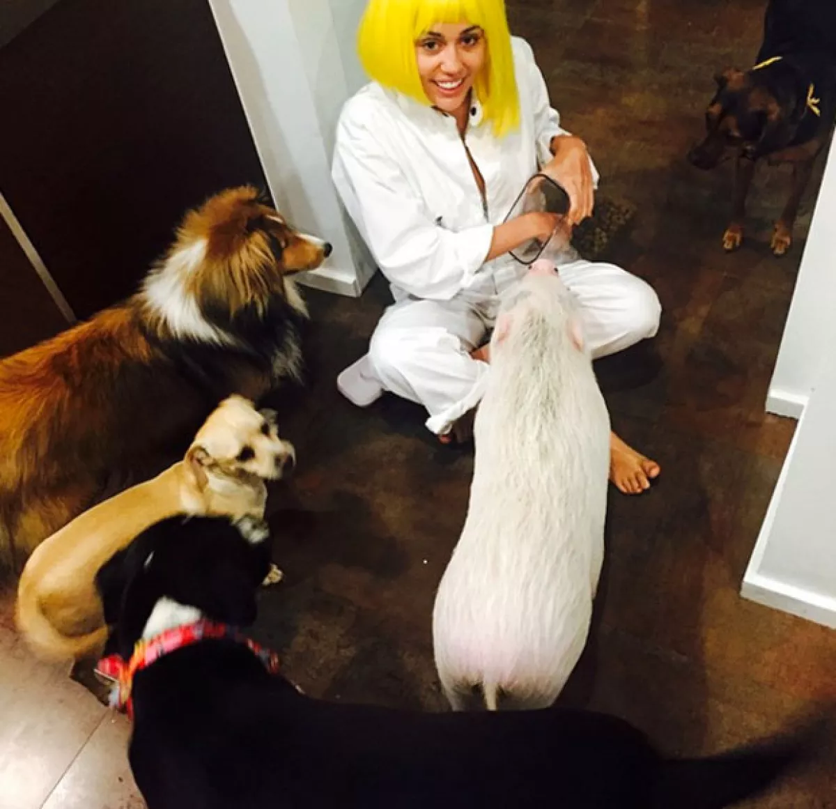 Miley podría haber adoptado a su "compañero modelo".