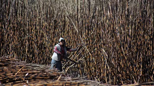 Sader apoyo a productores cañeros
