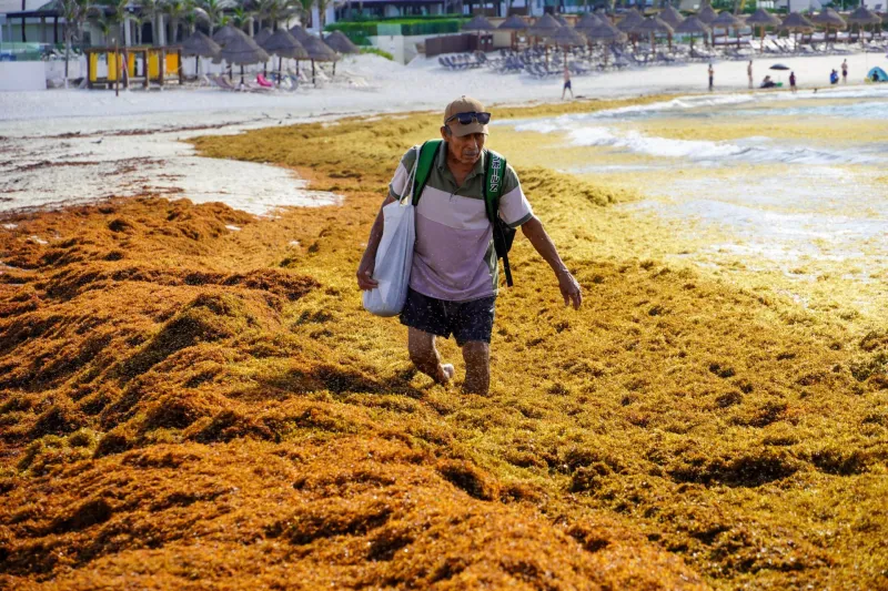 Caribe Sargazo