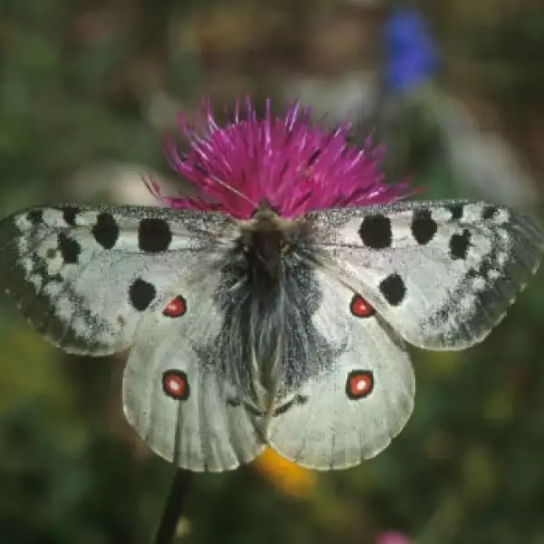mariposas conservación 07