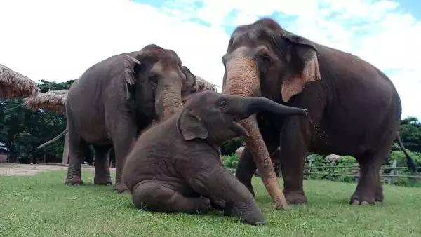 Elephant Nature Park