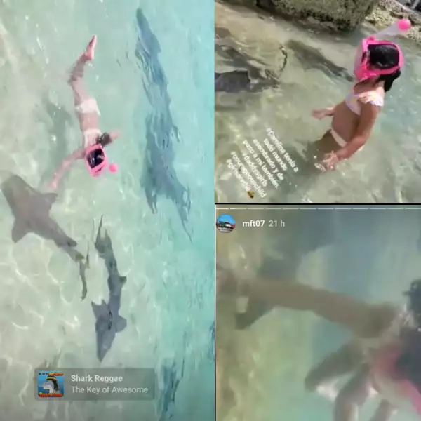 CONsharks.jpg
