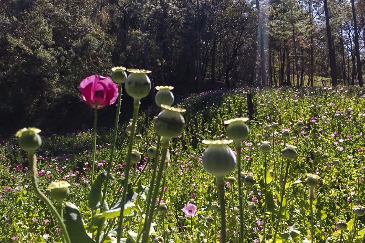 Amapola