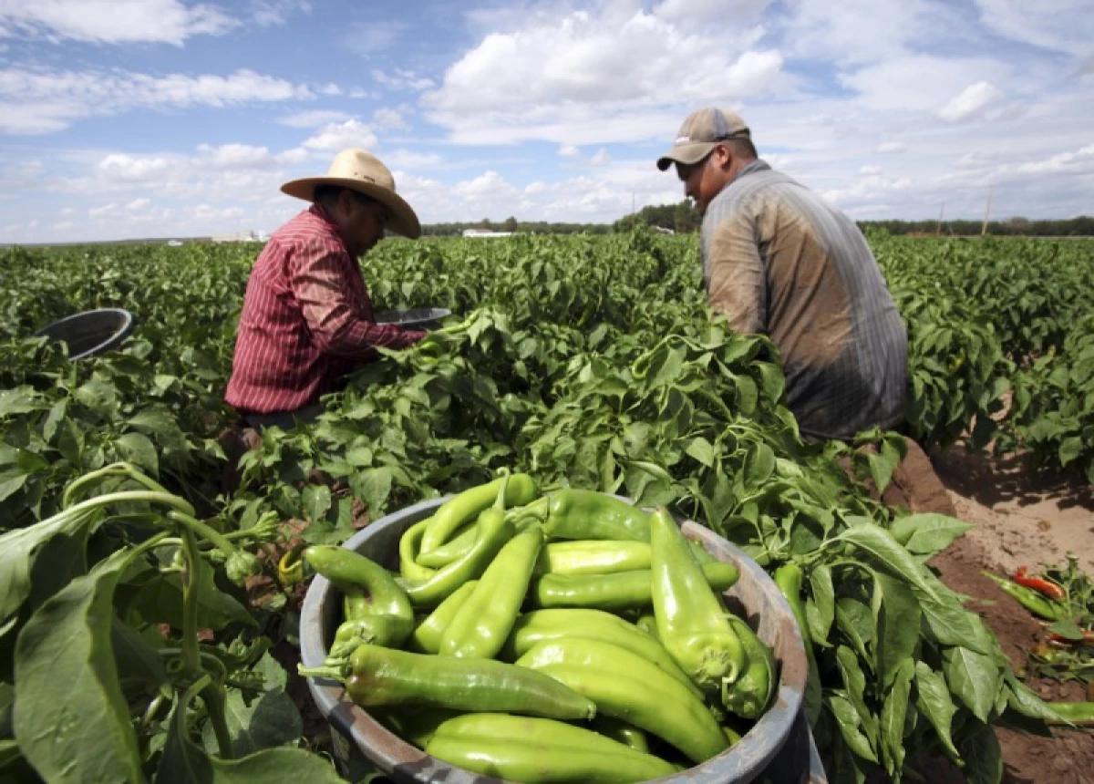 Campo mexicano