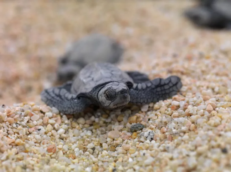 Liberación de tortugas en Paradisus
