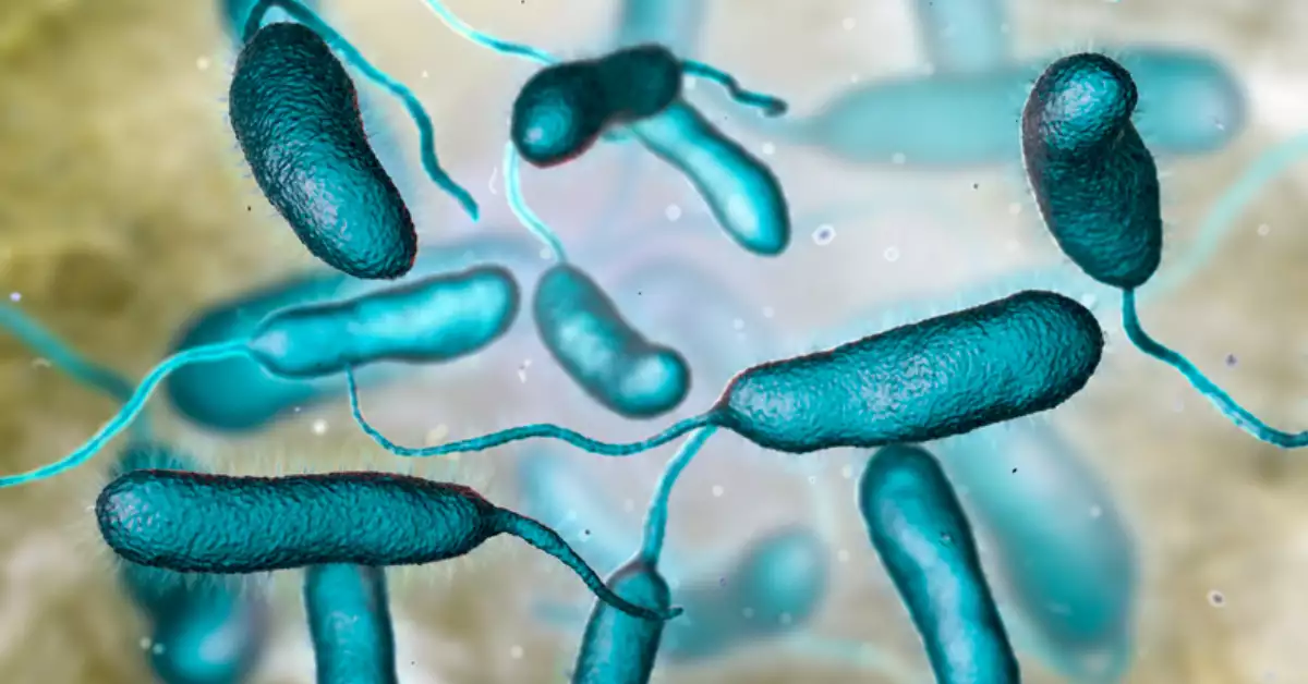 bacteria-come-carne-florida.jpg