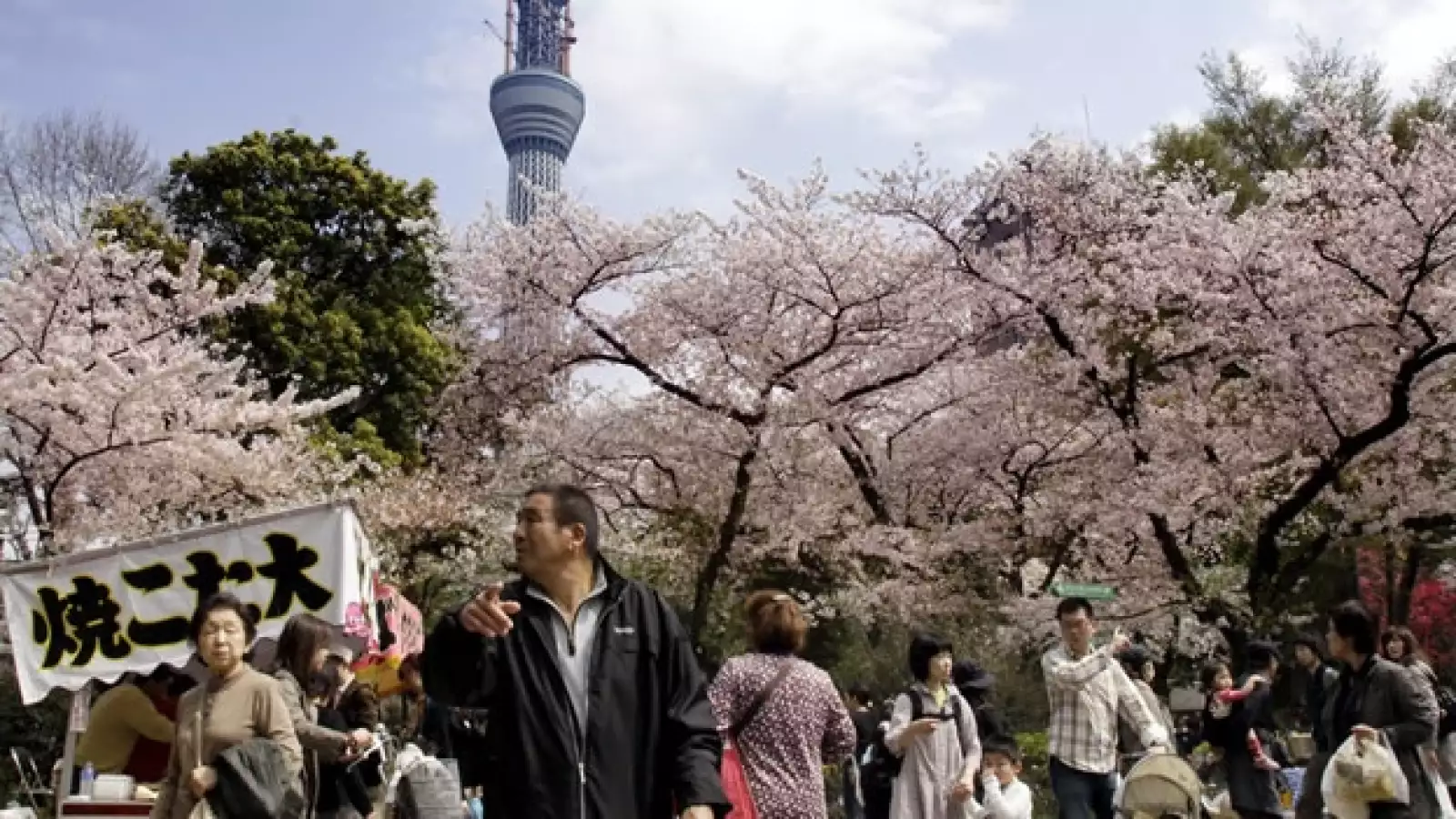 Japón - cerezos - no nuclear