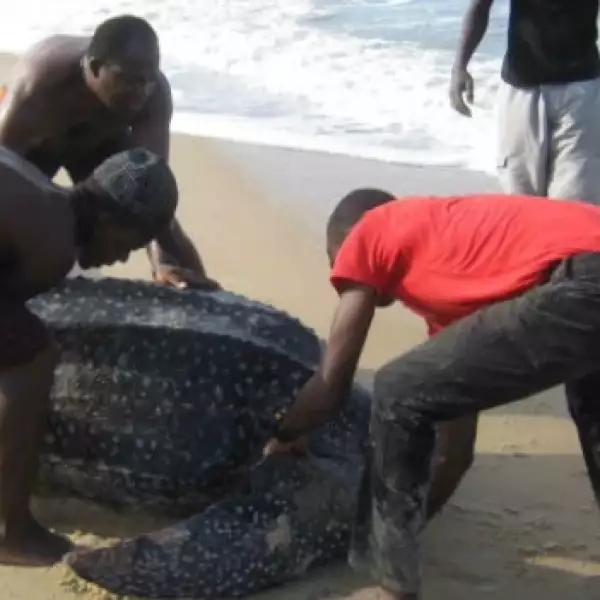 tortugas baula gabon 04