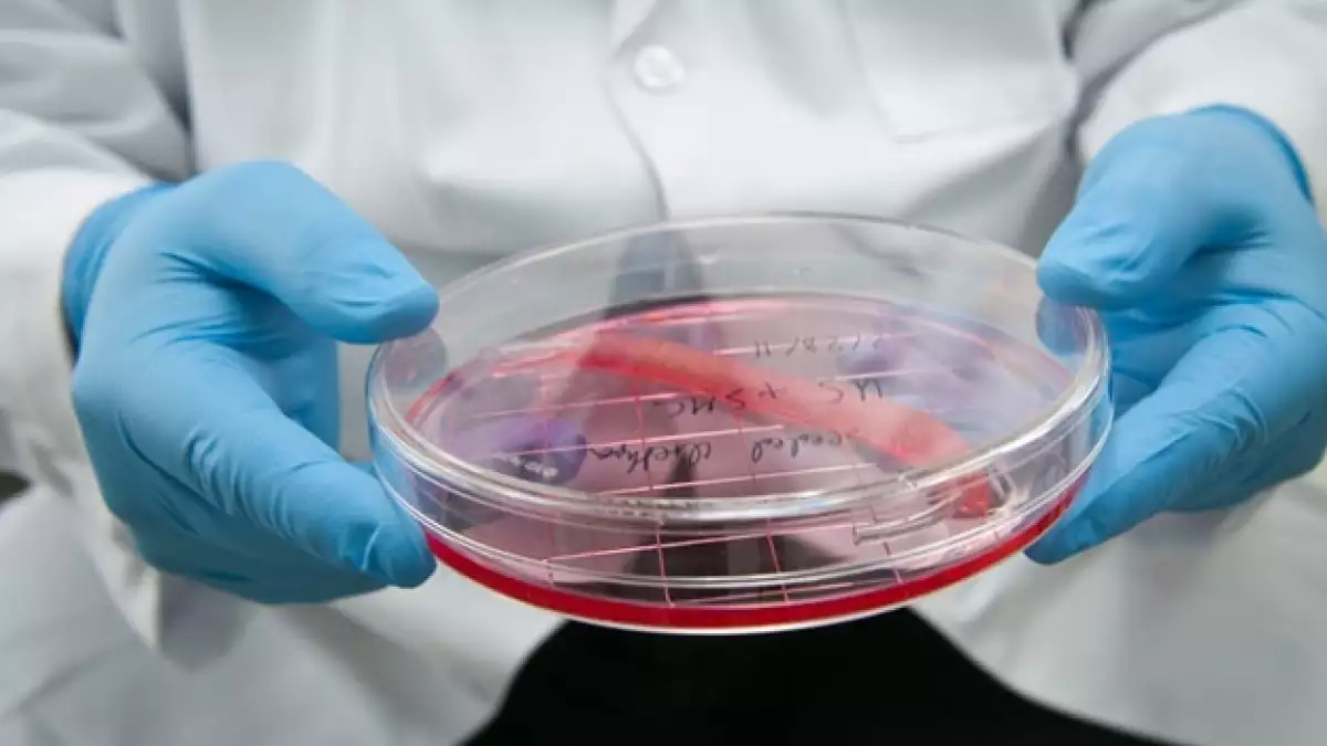ciencia laboratorio petri