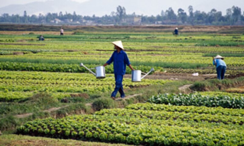La ONU pidió más inversión a largo plazo en los sectores agrícolas en países pobres para que los agricultores aumenten sus producciones. (Foto: Thinkstock)