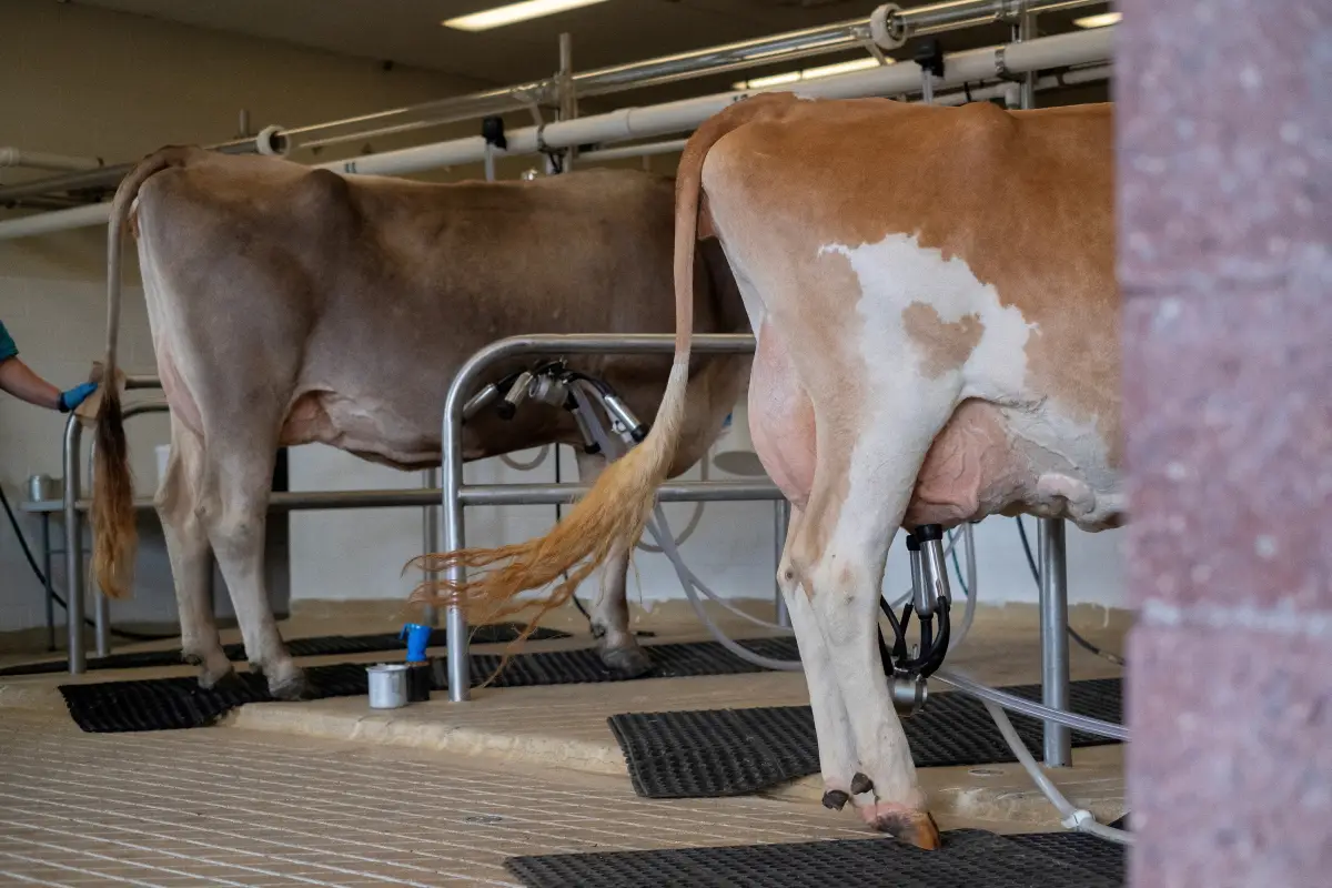 Una vaca está conectada a una máquina de ordeño durante una demostración de ordeño en la feria estatal en West Allis, Wisconsin, EE. UU., el 9 de agosto de 2024.