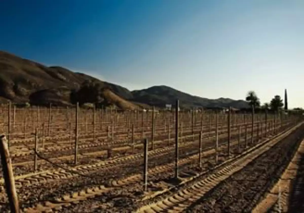Cada vez es más escasa el agua para el riego de 3,000 hectáreas de vid en el Valle de Guadalupe. (Foto: Alejandro Espinosa)