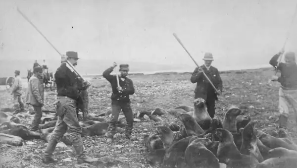 Circa 1890: Los inuits matan a los seals en el campo de la muerte de la isla de San Pablo en Alaska