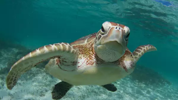 Tortuga