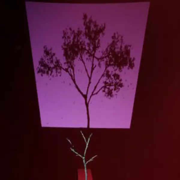 El árbol y su sombra