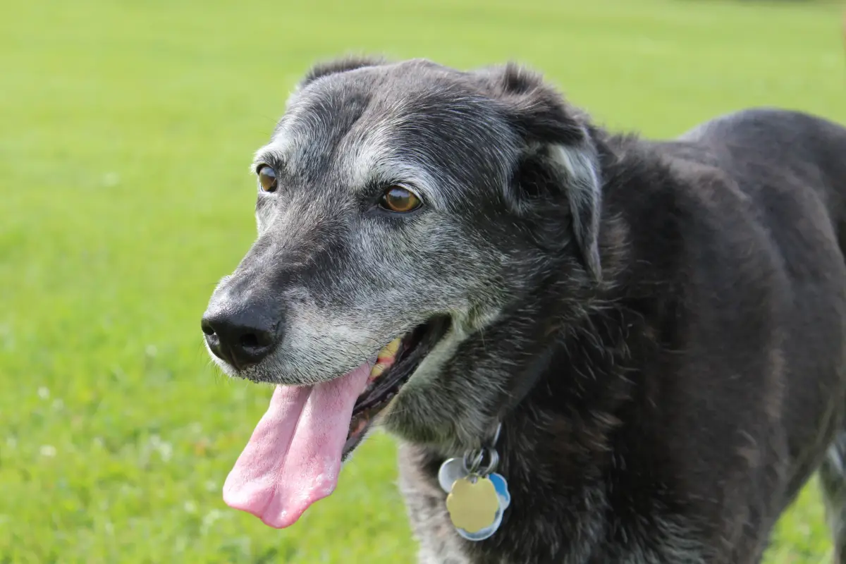perro-senior-cuidados-especiales
