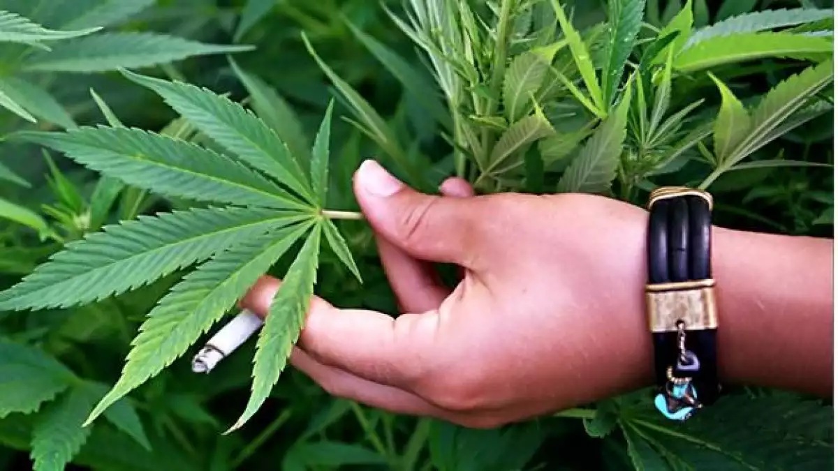 marihuana