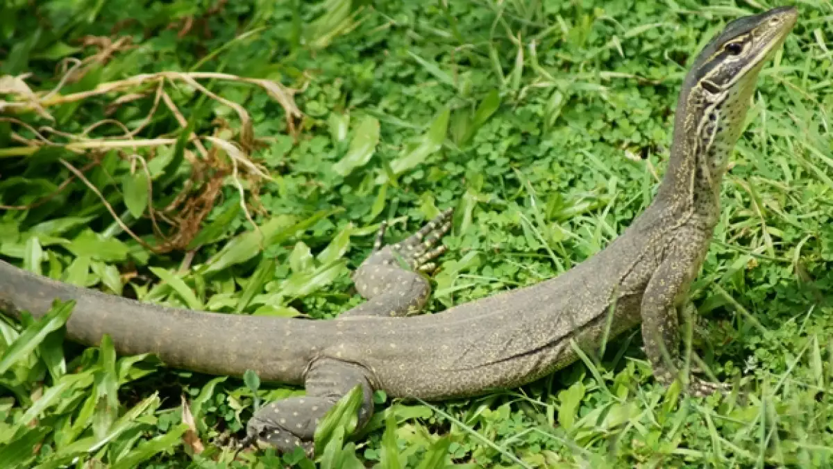 reptil, australia, frio,