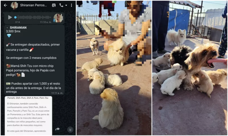 venta de perros Whatsapp.jpg