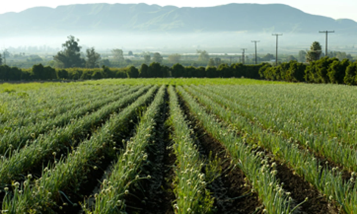El objetivo de FIRA es otorgar crédito, garantías, capacitación, asistencia técnica y transferencia de tecnología a los sectores agropecuario, rural y pesquero del país. (Foto: Getty Images)