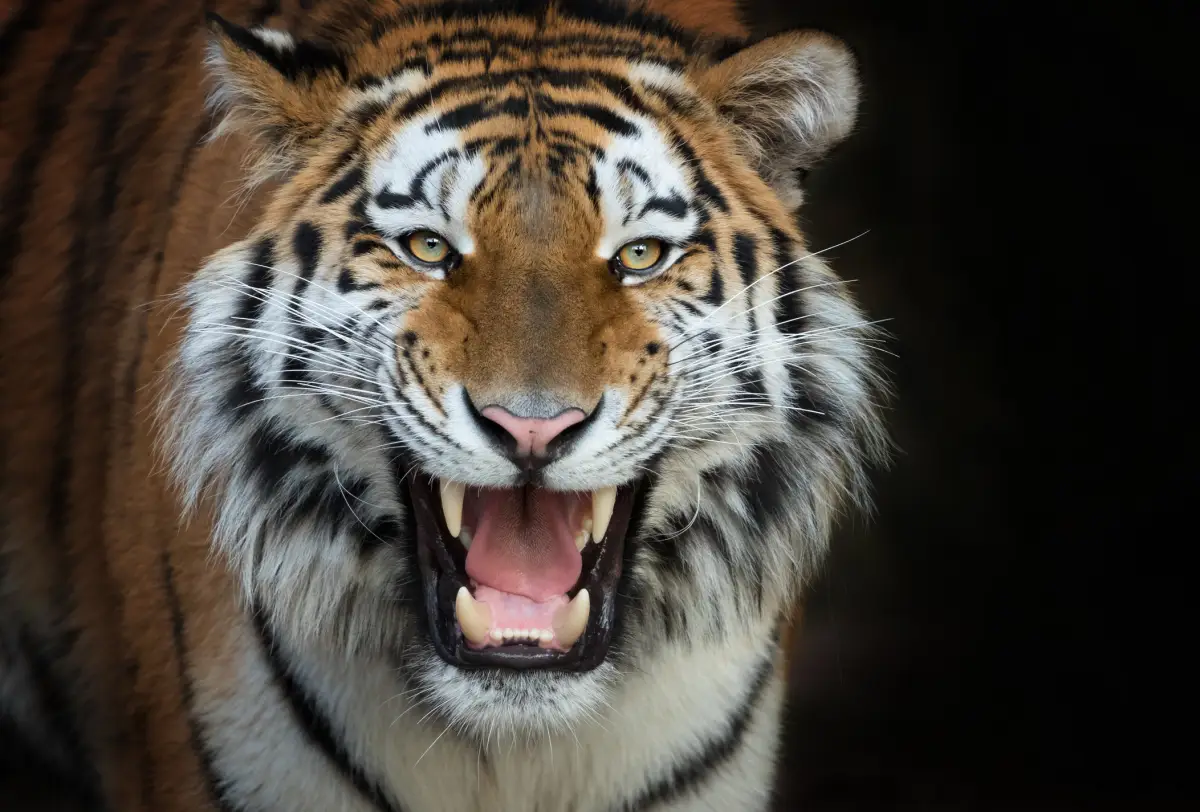 tigre felino