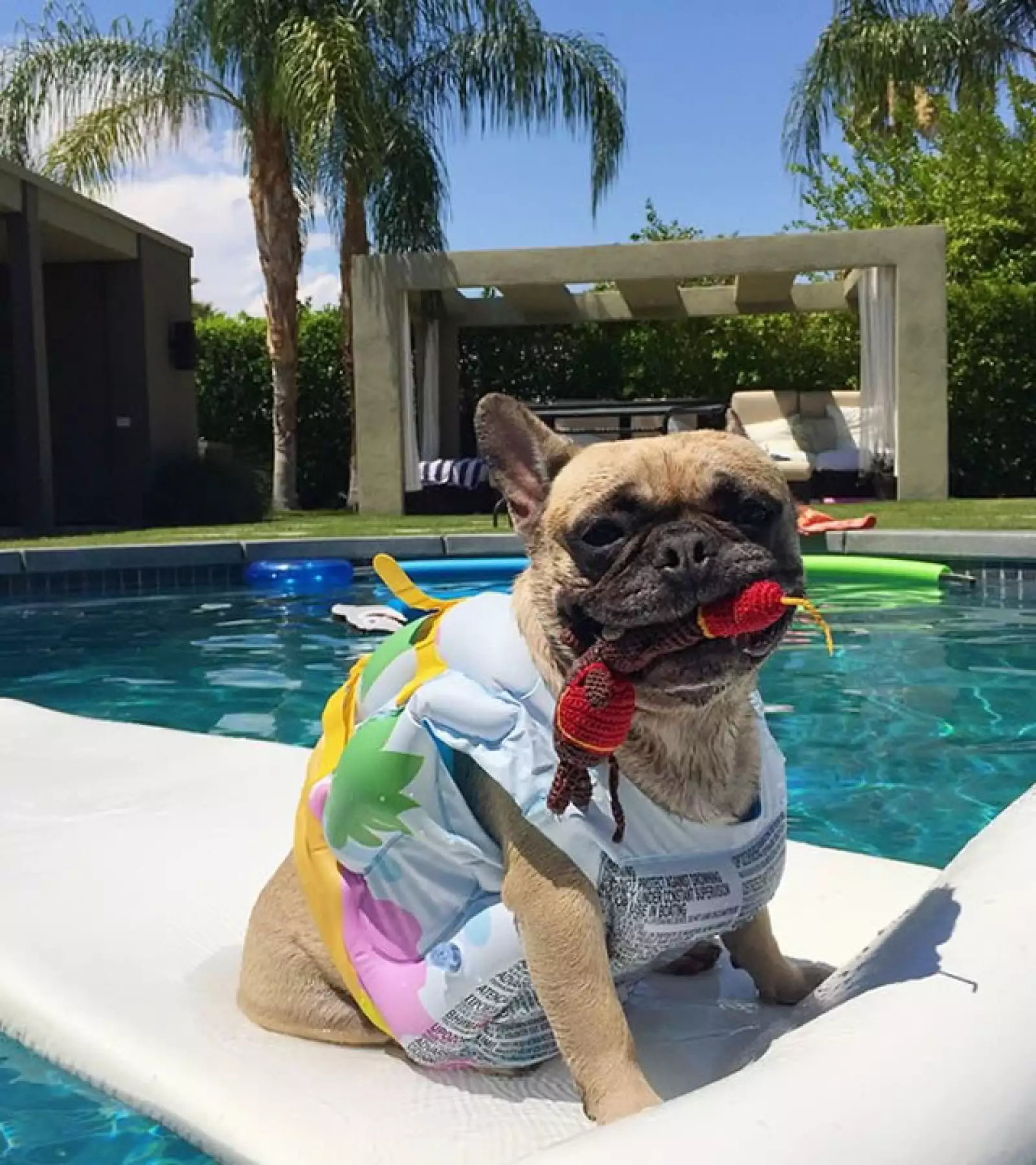 Matilda disfrutando de un día de sol en LA.