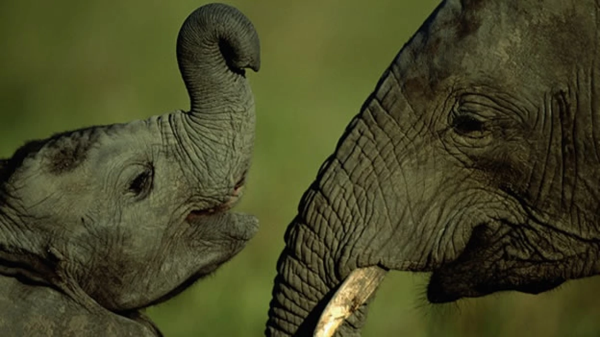 elefante