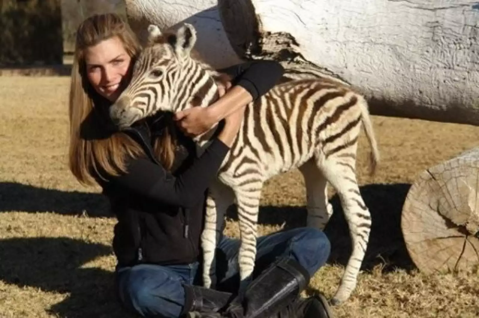 En Kenia, Montserrat fue fan se las cebras bebés.