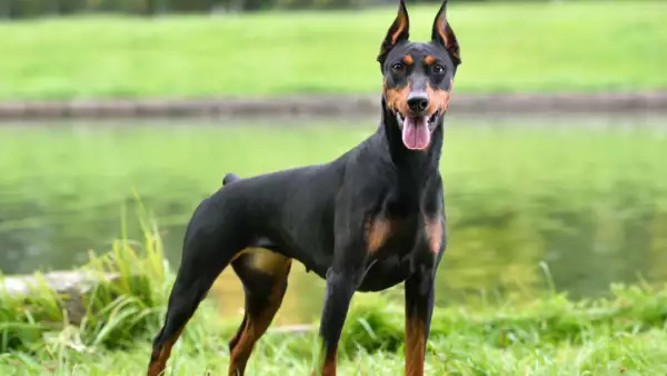 gusano_barrenador_perro_cdmx.jpg
