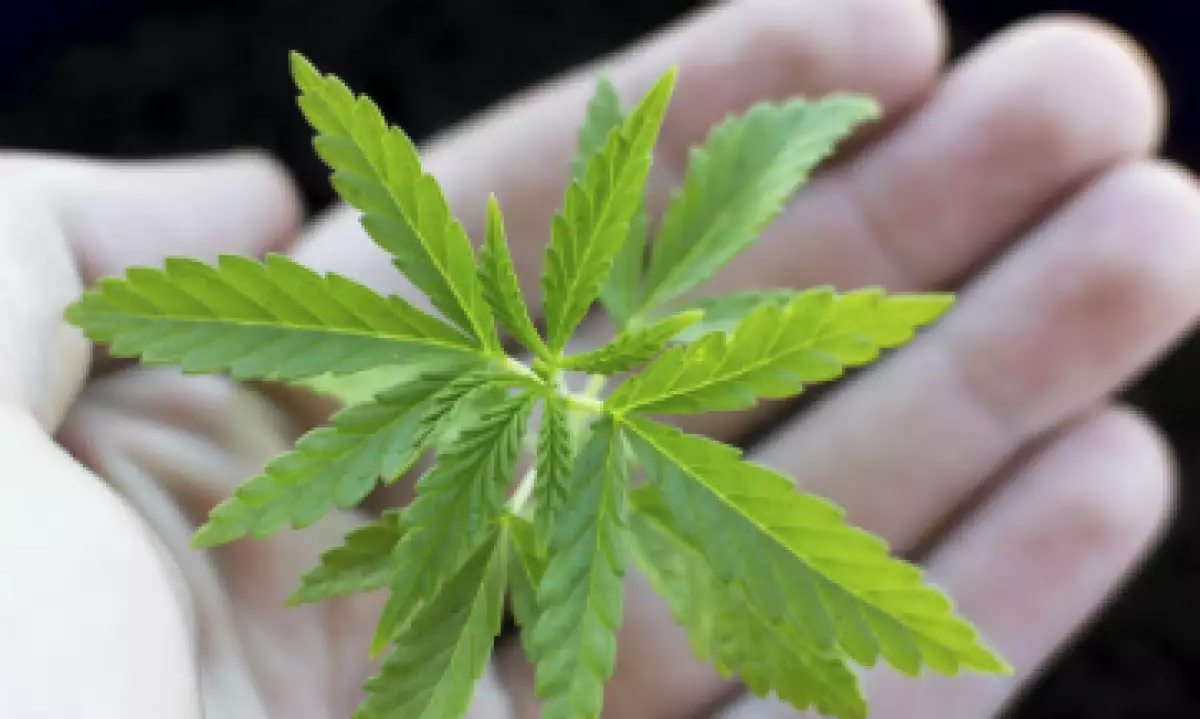 La marihuana ayuda a ejecutivos a mantener la concentración, controlar su estrés y la ansiedad. (Foto: iStock by Getty Images)