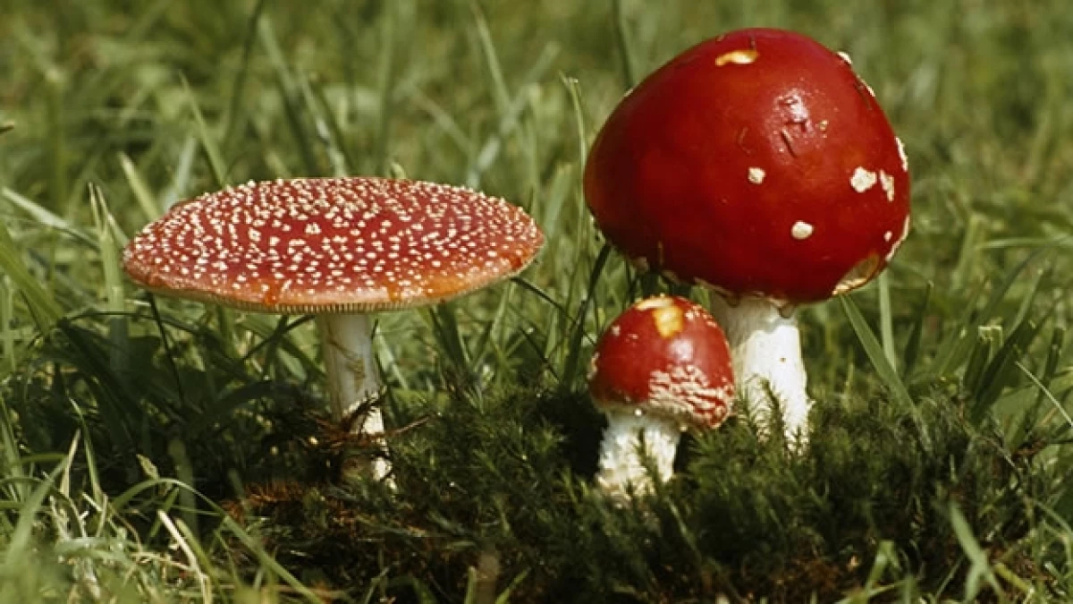 hongos