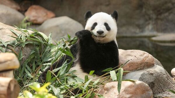 oso-panda