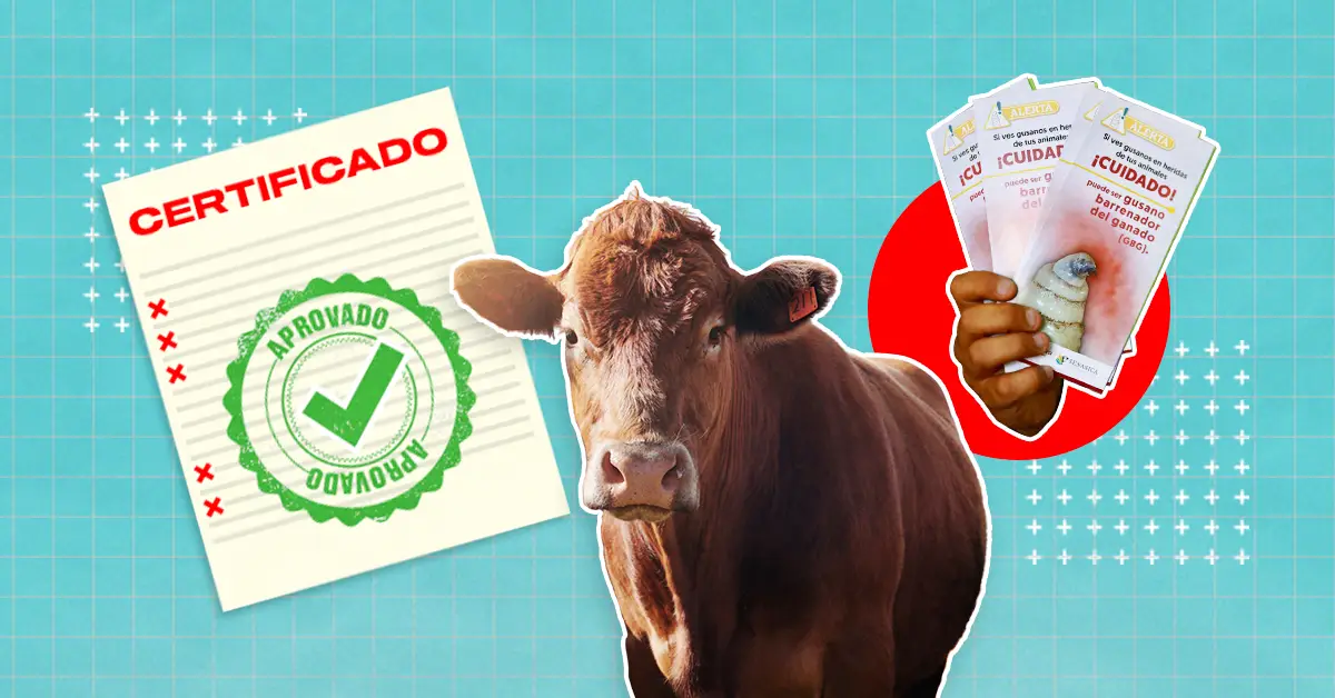 El gusano barrenador del ganado destapa irregularidades en la certificación en México