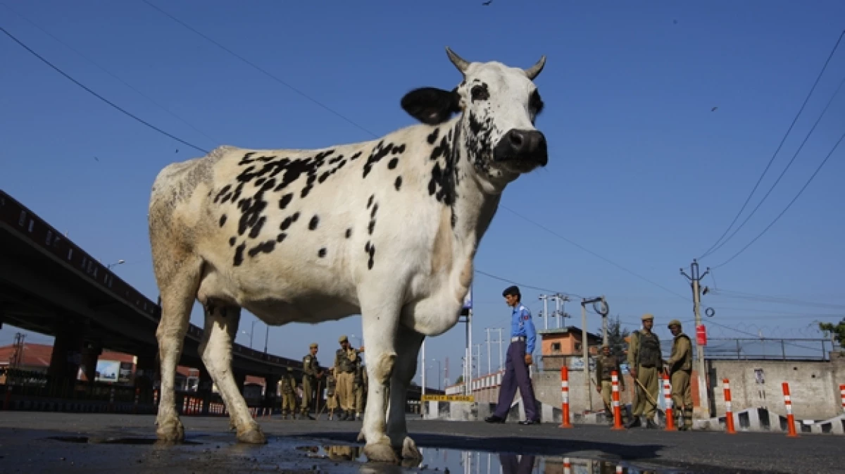 vaca