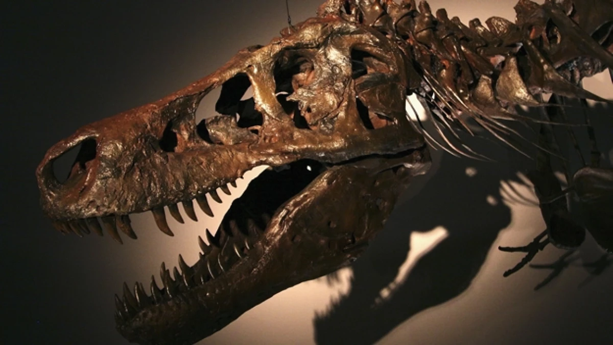 tiranosaurio colmillo