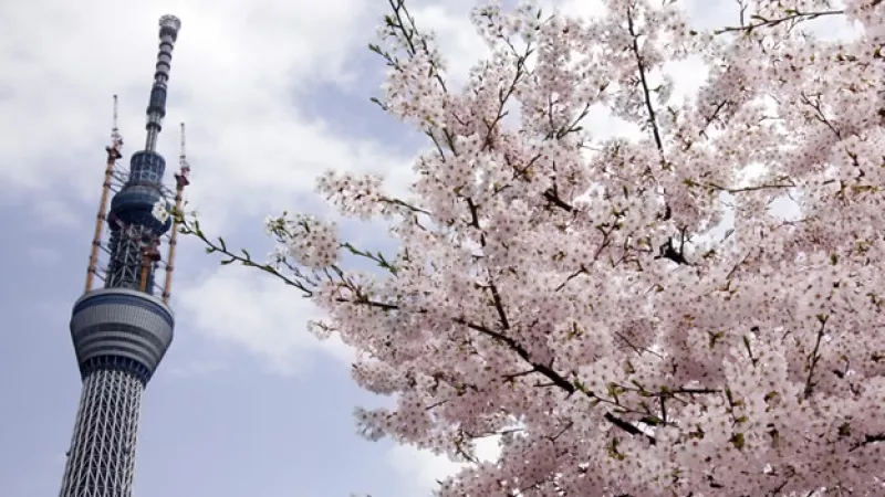 Japón - protesta - cerezos