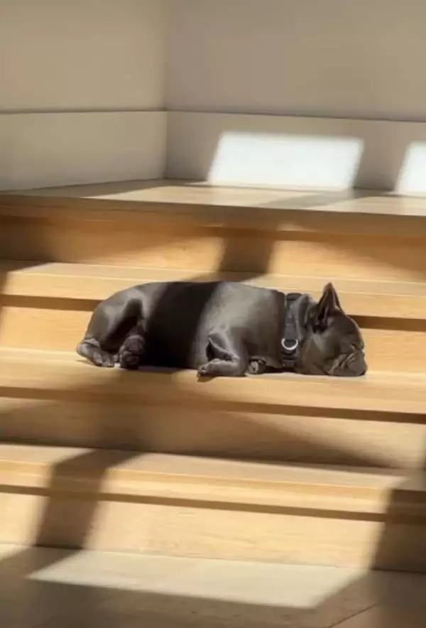 perro-ricky-martin