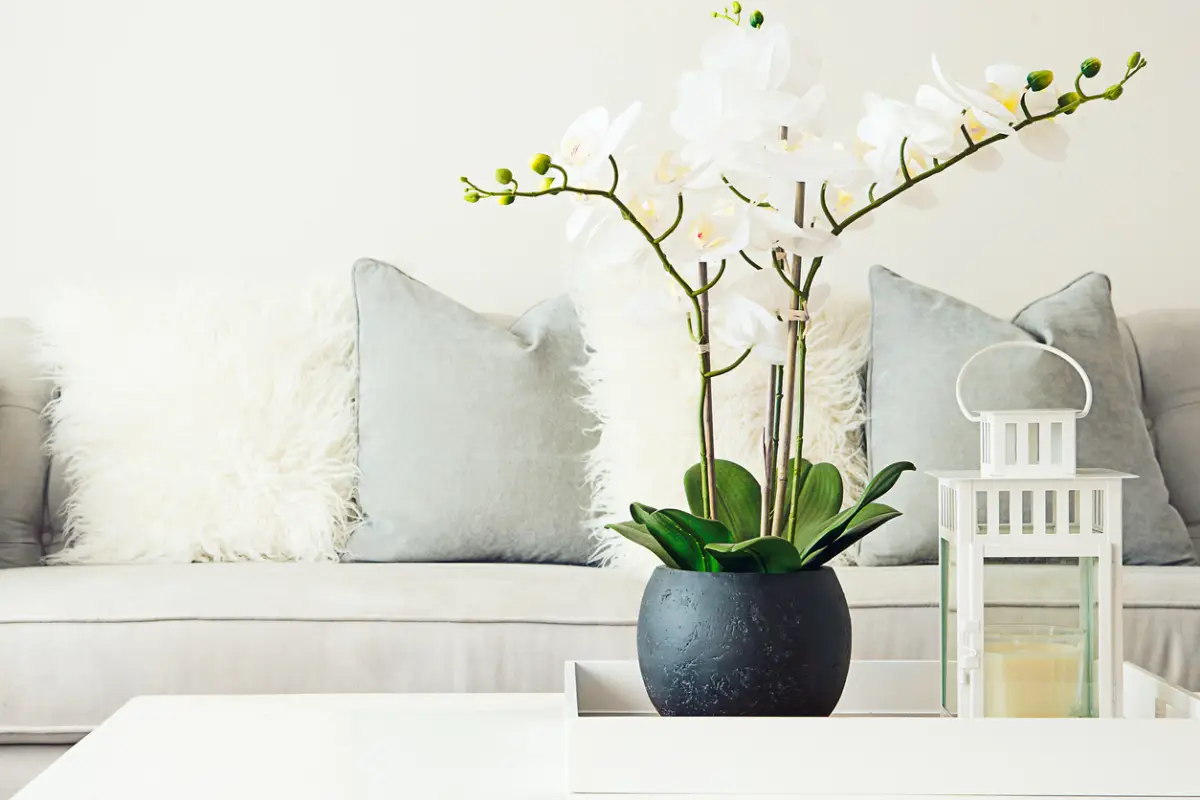 como-cuidar-una-orquidea