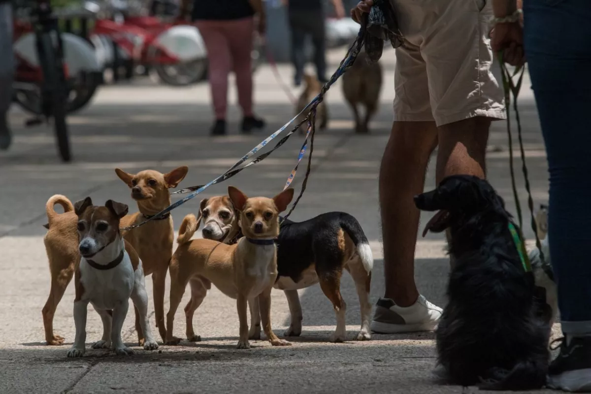 Varios perros con correa de paseo en Paseo de la Reforma.