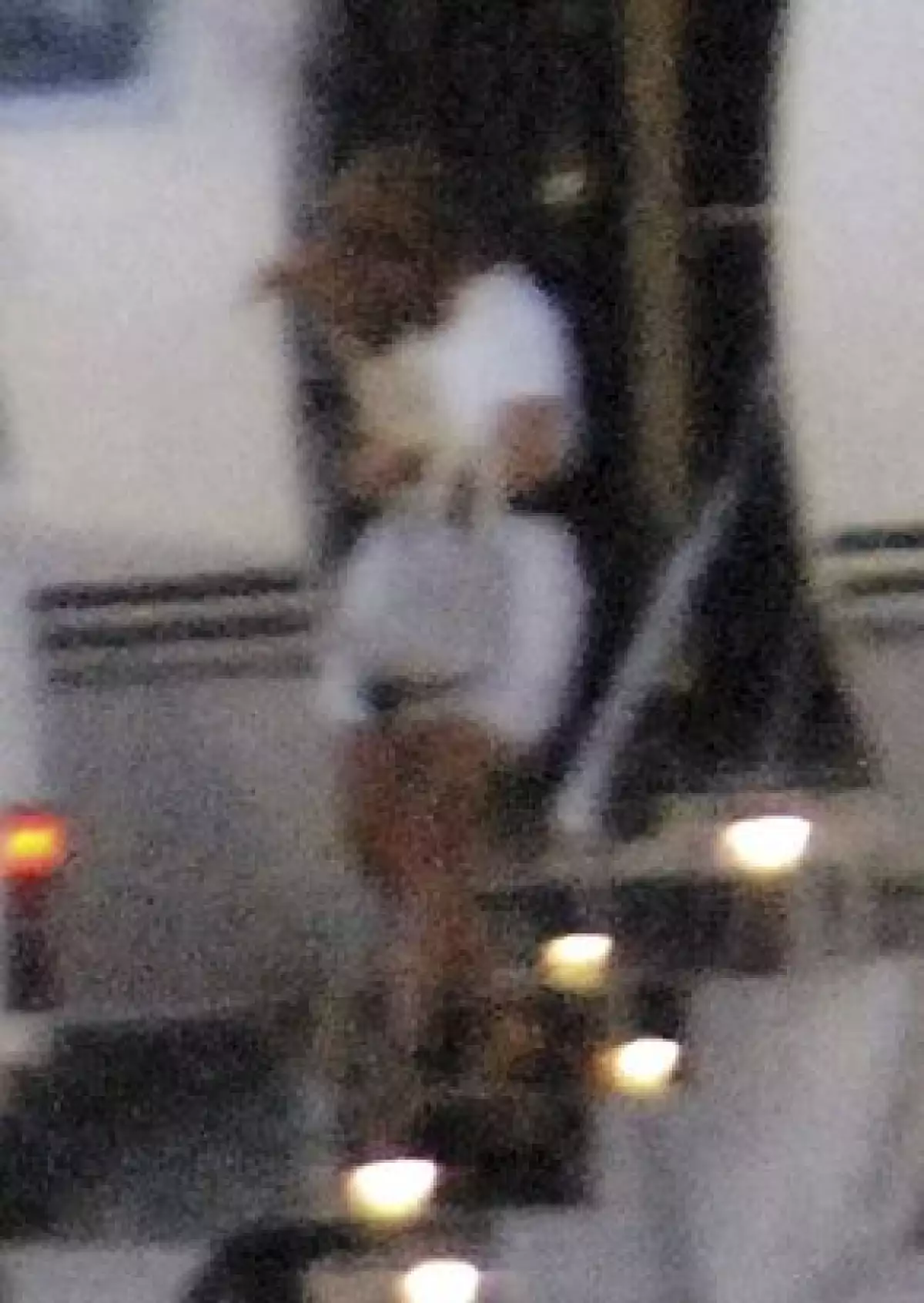 Casanova ha viajado junto con el cantante en su avión privado.