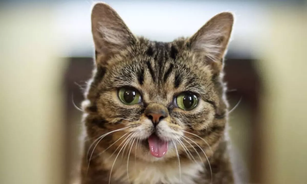 Lil Bub.JPG
