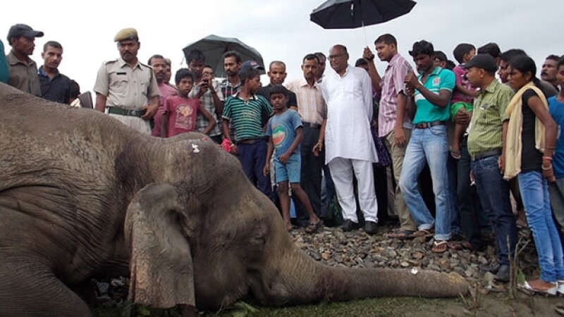 elefante