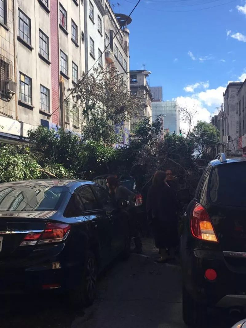 Un árbol que se cayó por los fuertes vientos que han azotado a la Ciudad de México por poco cae encima del auto de la cantante.