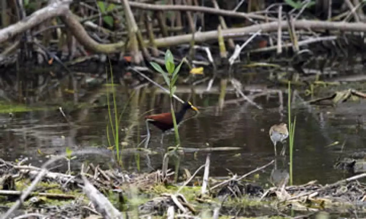 Especies que fueron afectadas por la devastación del manglar Tajamar en Cancún, Quintana Roo. (Foto: Cuartoscuro )