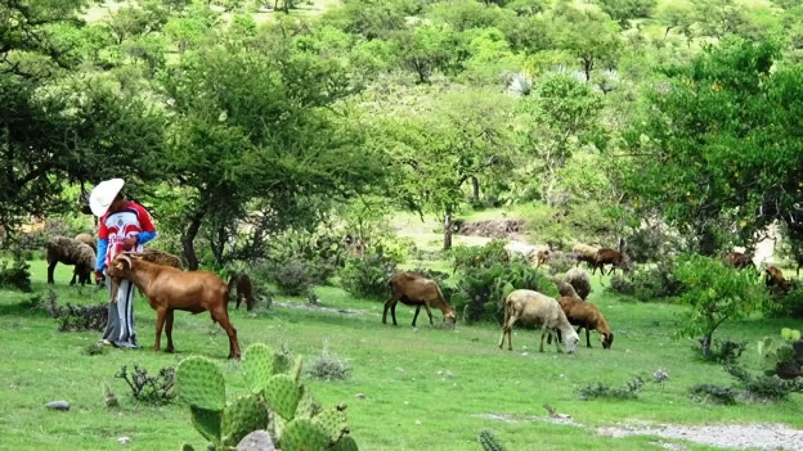 Pastor niño Puebla explosión