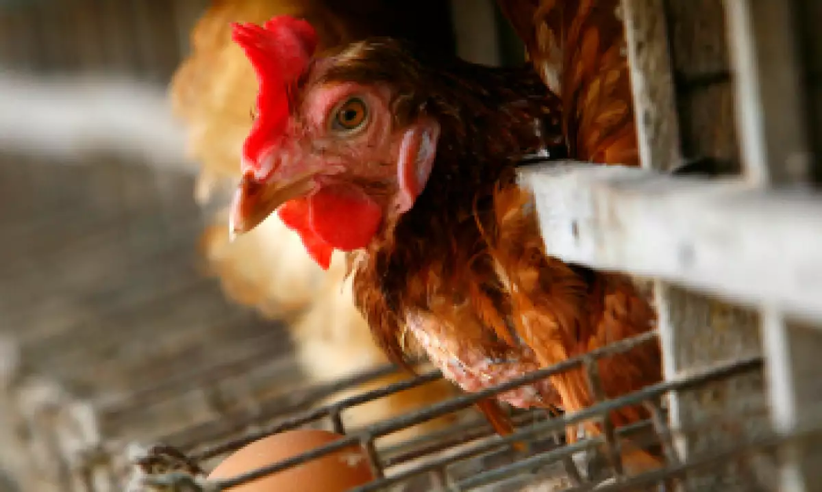El cupo de carne de pollo a importar es de 300,000 toneladas. (Foto: Getty Images )
