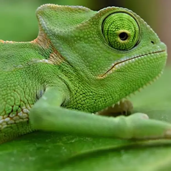 camaleon